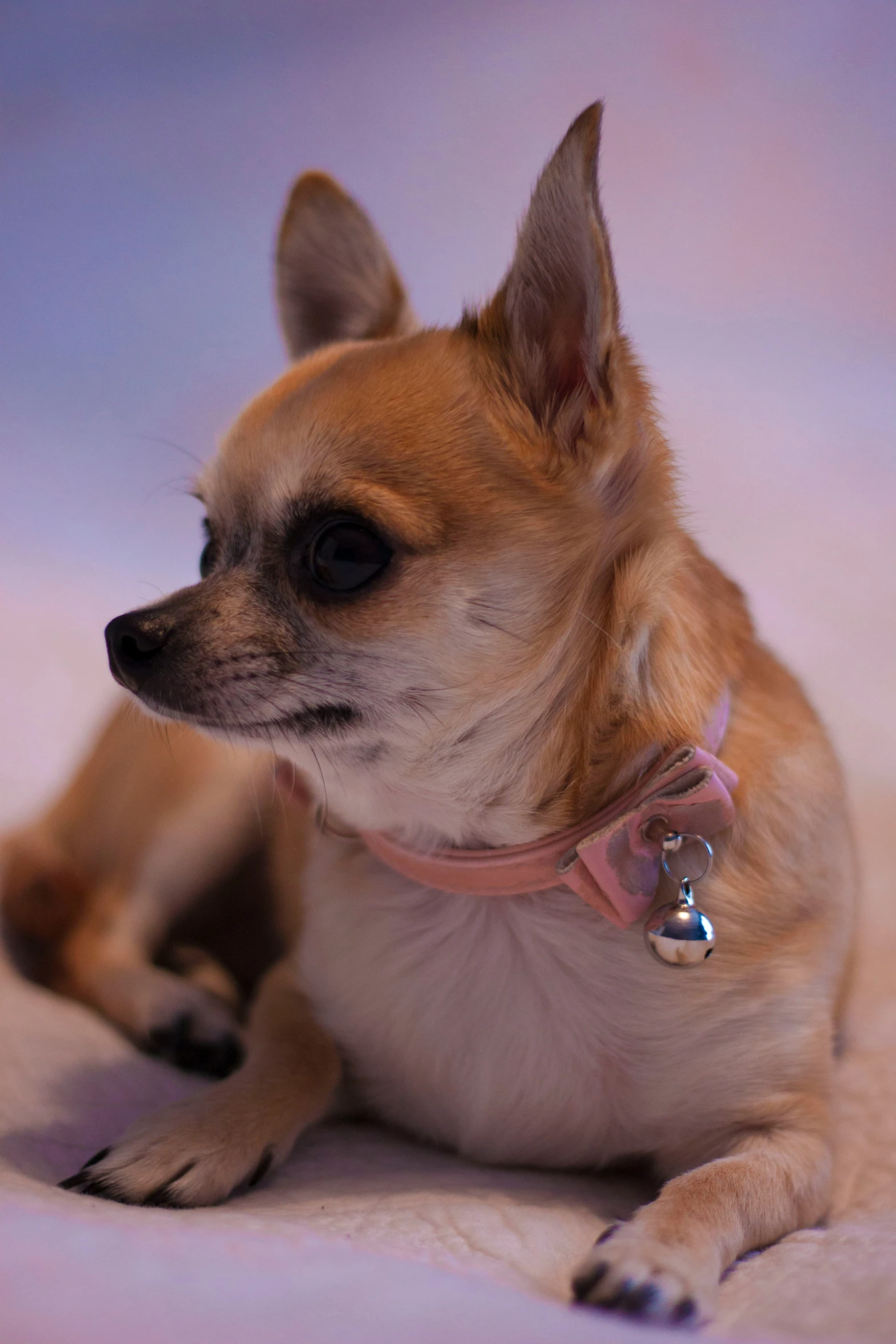 there is a small chihuahua dog with a collar on