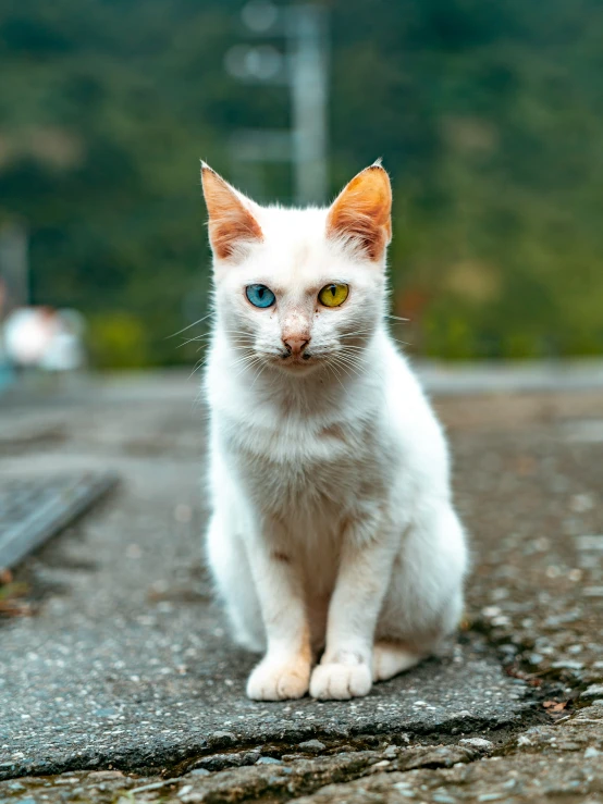 an image of a white cat with blue eyes