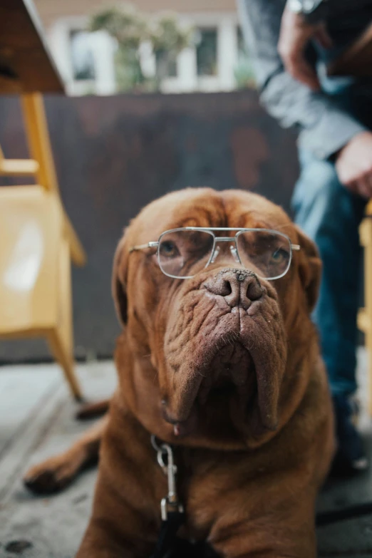 the brown dog is wearing glasses on his head