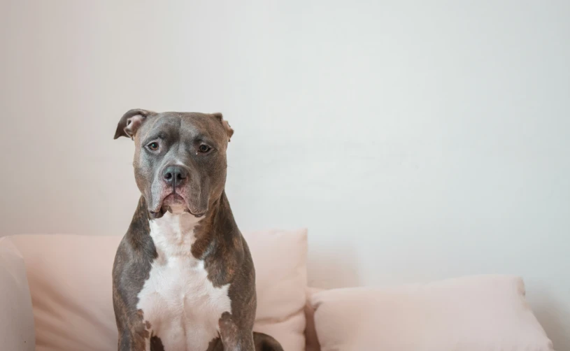 a brown and white dog with white spots on his face sitting in front of pillows