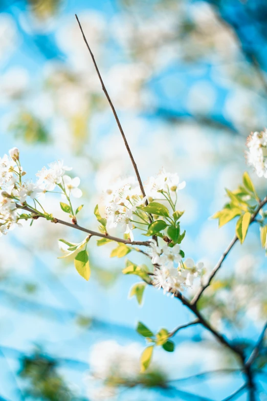 a tree with many white flowers on it