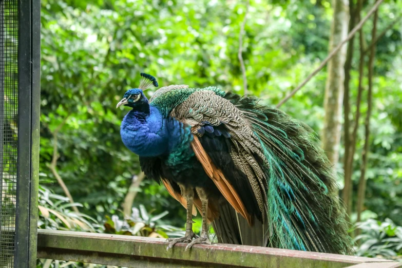 a peacock with feathers sitting on top of a fence