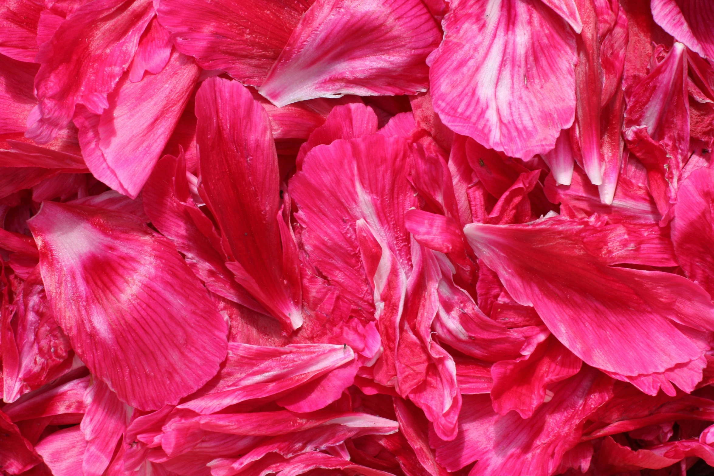 a close up s of the petals of a large flower