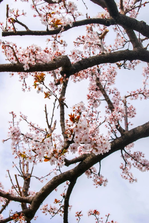 nches with bright pink flowers against the blue sky