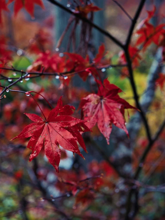 a bunch of red leaves sitting in the middle of a tree