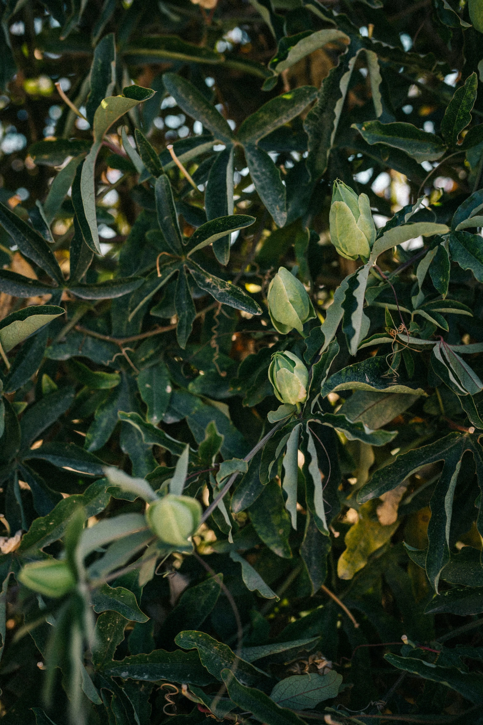 closeup of a leafy tree nch with lots of green leaves