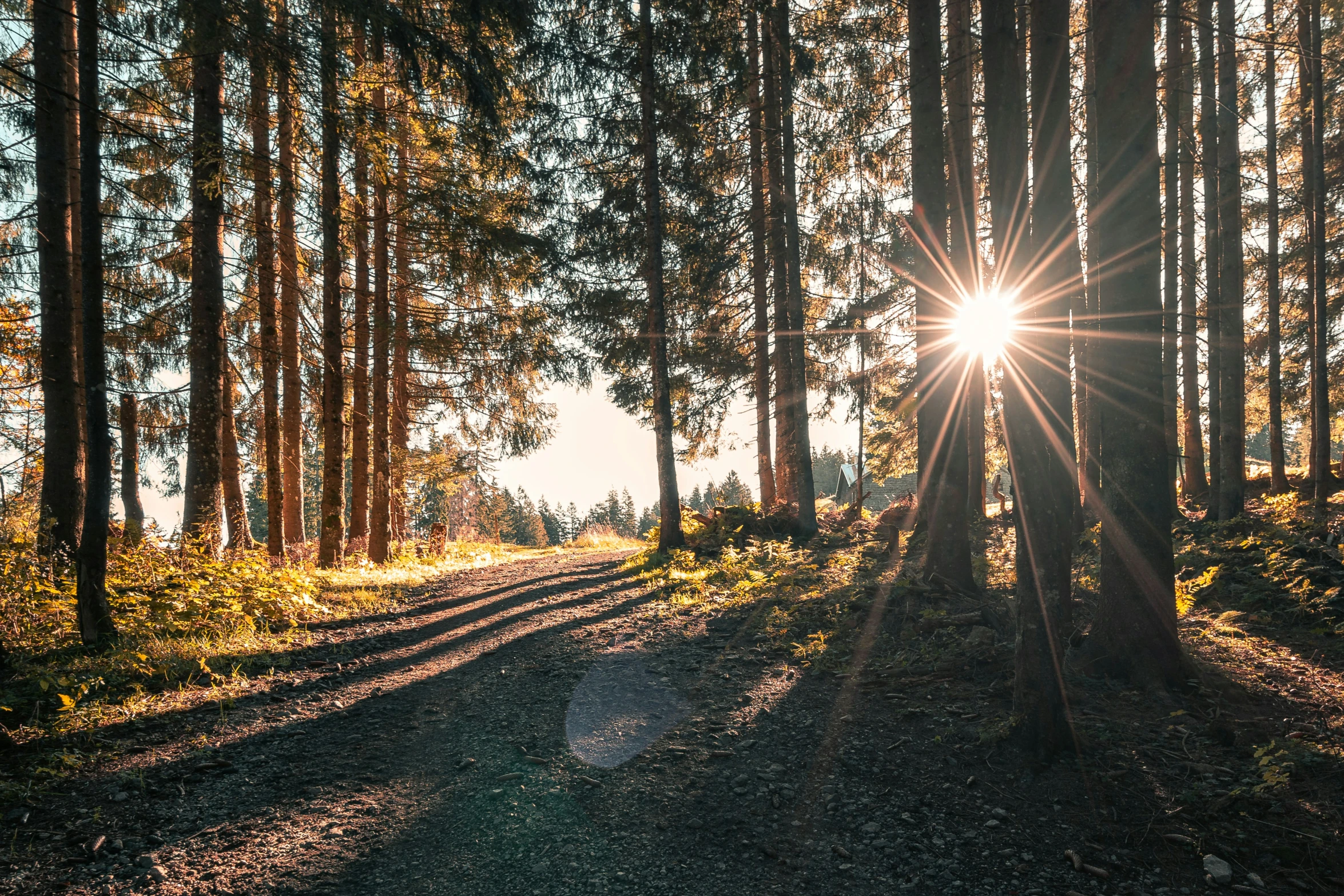 the sun shining through the trees on a country road