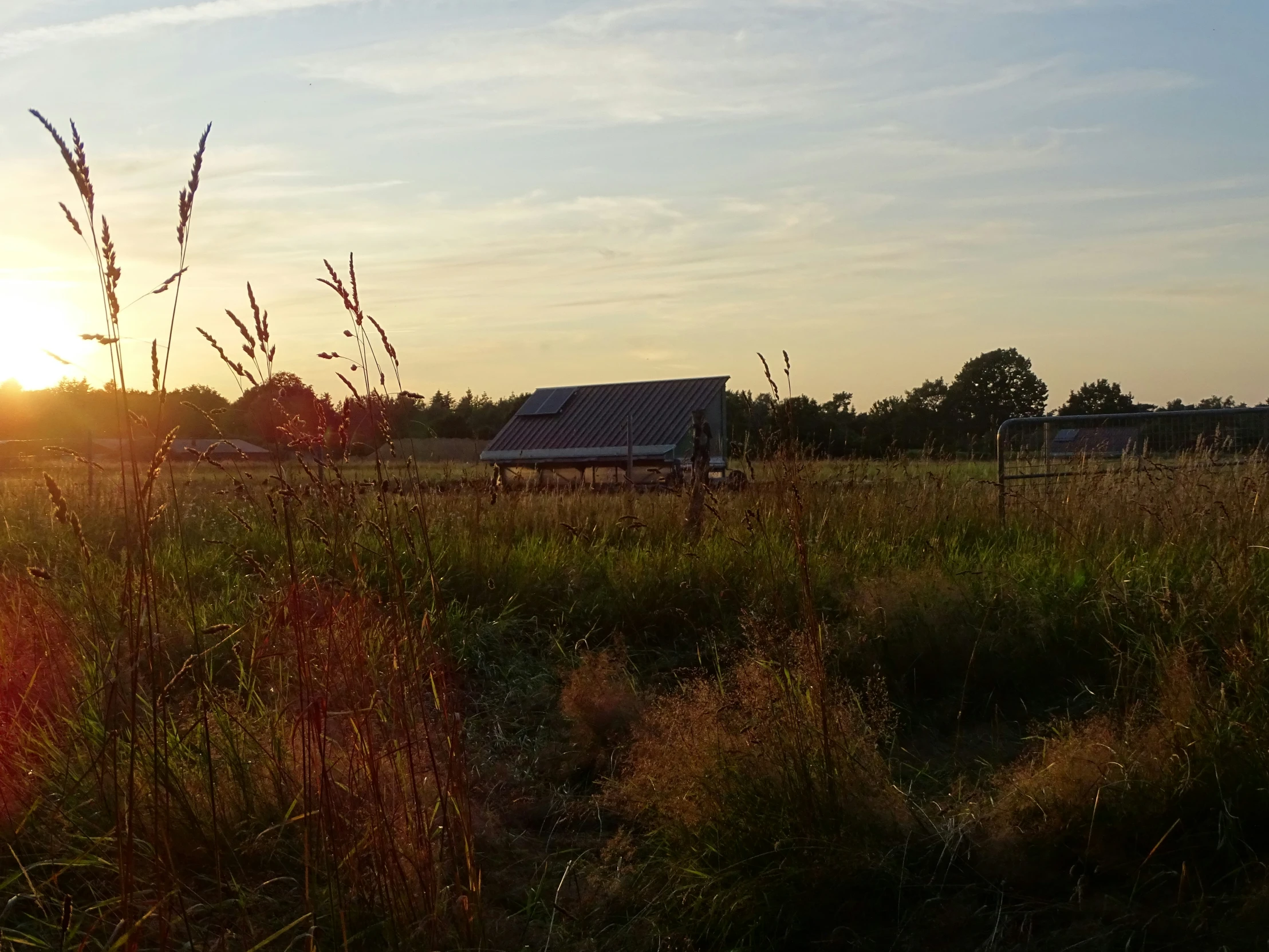 an open field has some trees and a shed in it