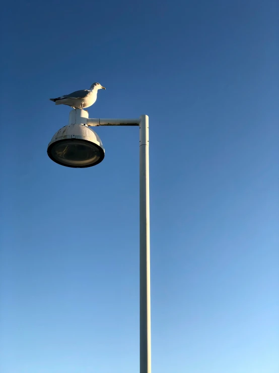 the bird is perched on the light pole and next to it is another bird sitting on the light post