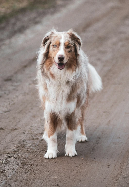 there is a large brown and white dog on the dirt road