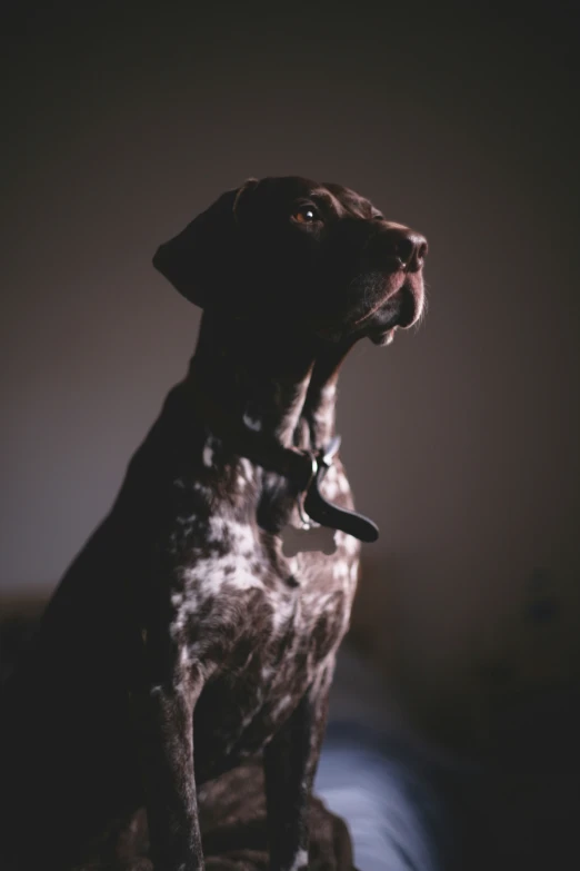 a dog sitting on the bed and staring into the distance