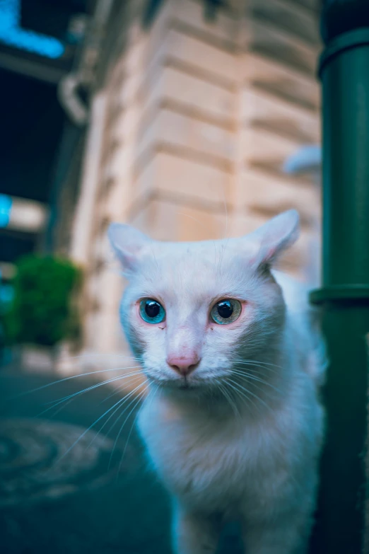 white cat standing by a green pole next to a building