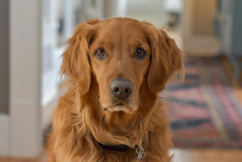 a closeup po of a golden retriever dog in the foyer