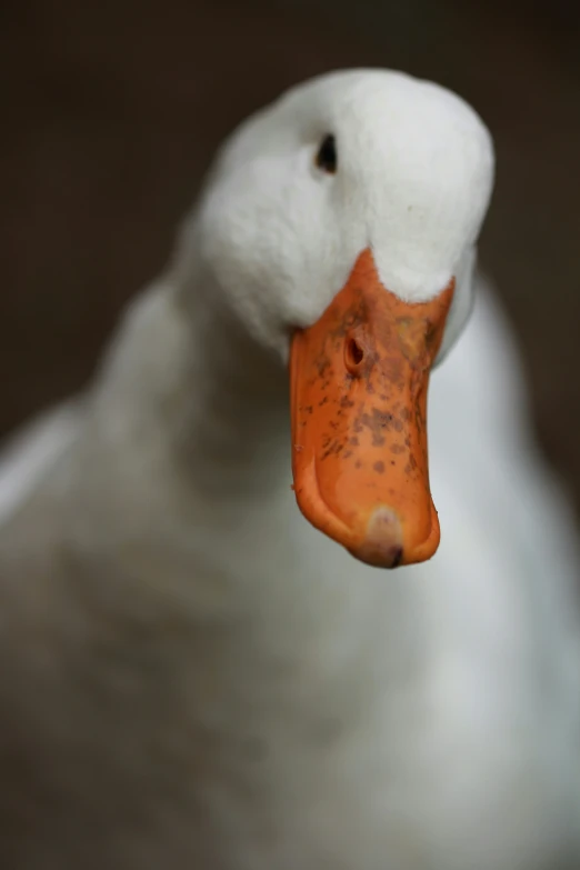 close up of an orange beak on a white duck