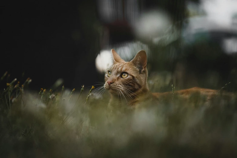 a cat that is laying down in the grass