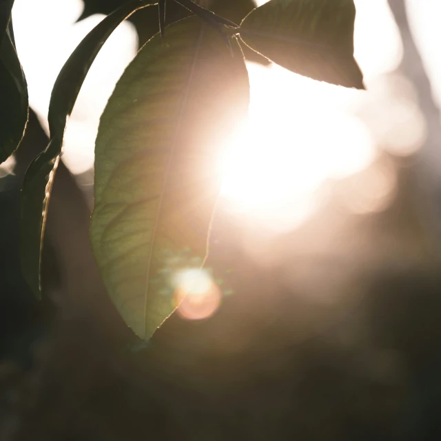 the sun shining through leaves on an apple tree