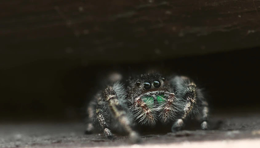 the taraboises spider is walking underneath a building