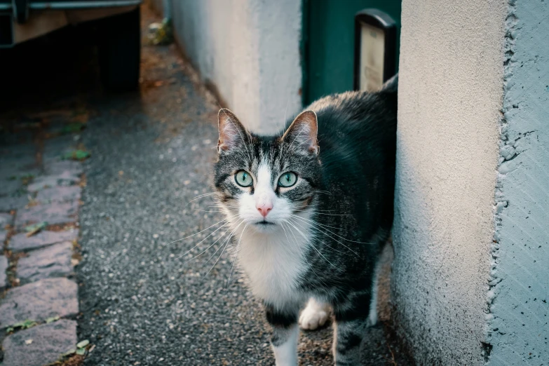 a cat is standing on the sidewalk looking at the camera