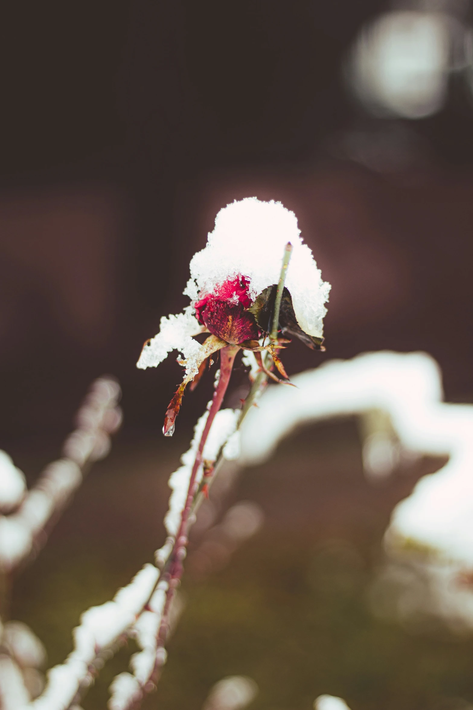 a flower sitting in the middle of a field