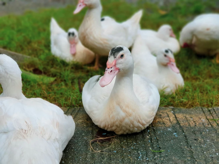 white ducks with pink beaks sit on the concrete outside