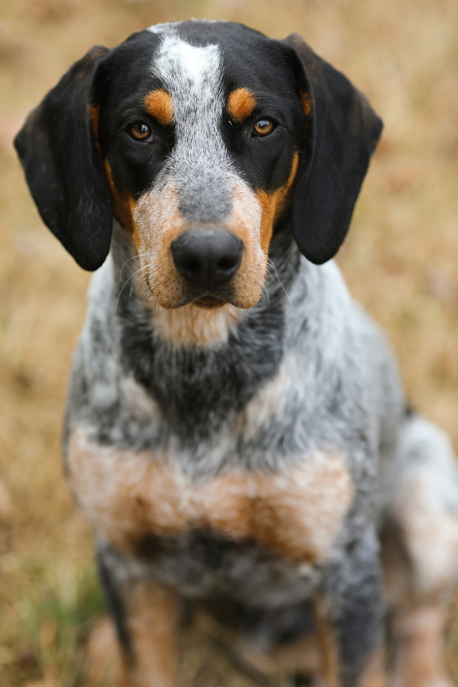 a dog sitting on some brown grass in the sun