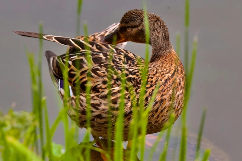 a duck sitting in some tall green grass