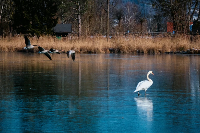 a swan walking on the ice beside a lake