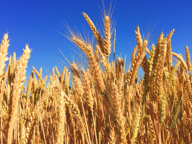 several wheat stalks blowing in the wind with blue sky background