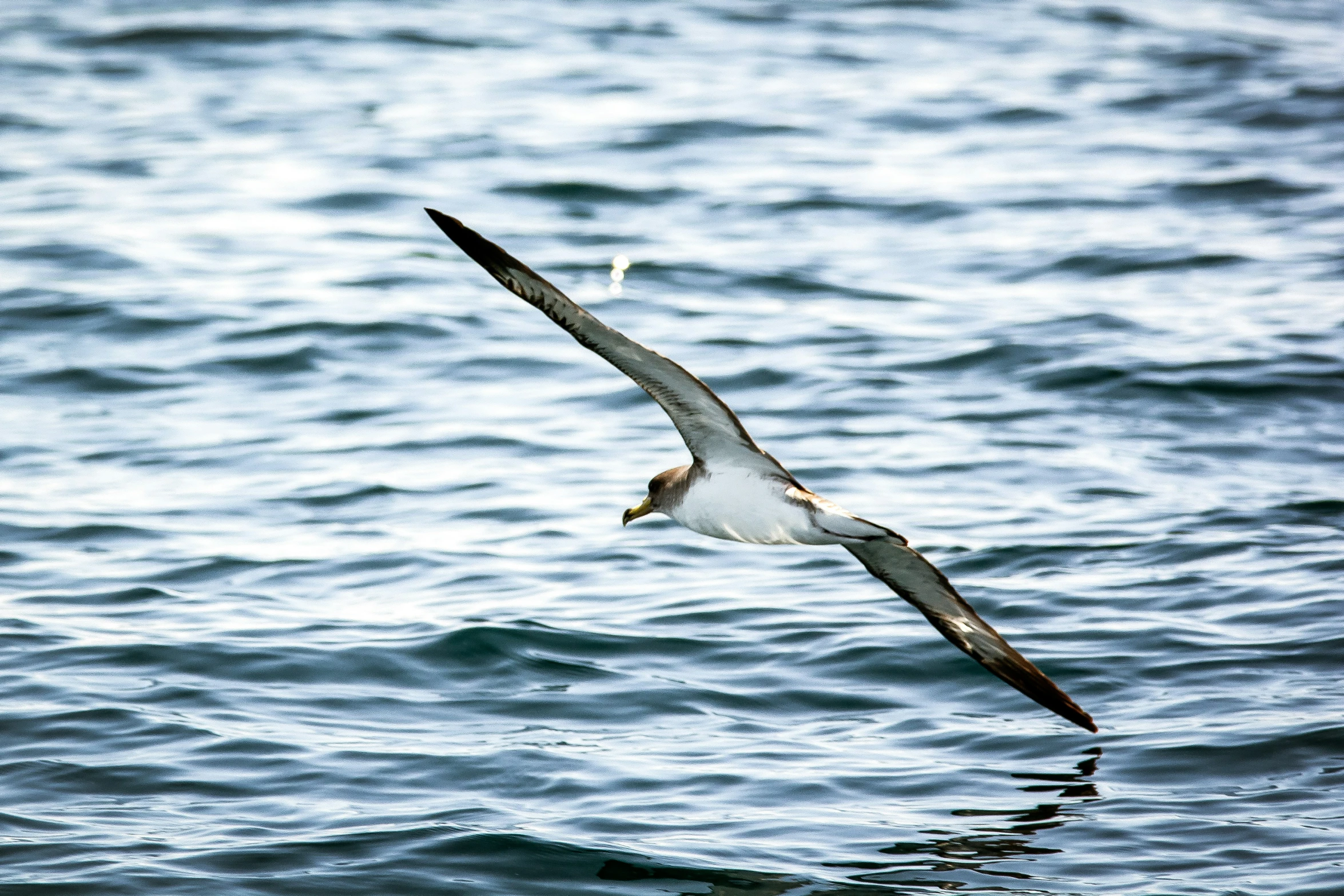 a seagull flies over the blue water while floating