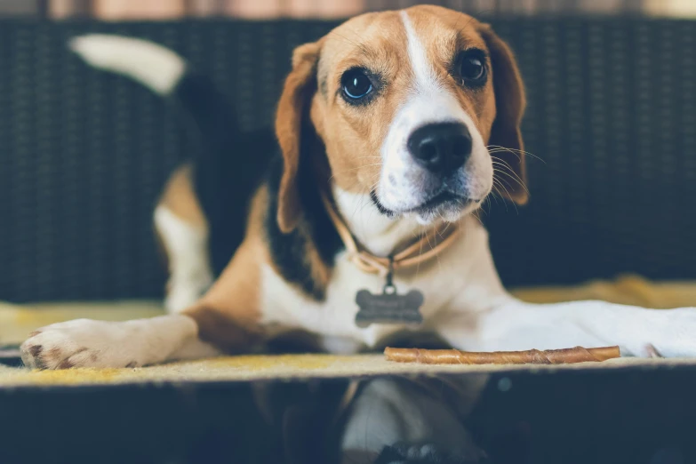 a beagle puppy sitting on the couch