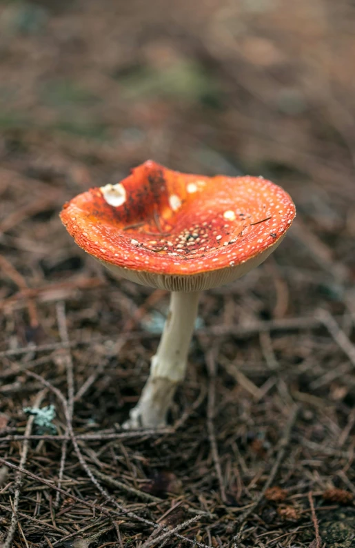 a close up of a small mushrooms on the ground