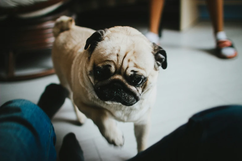 a small, skinny pug is standing between people