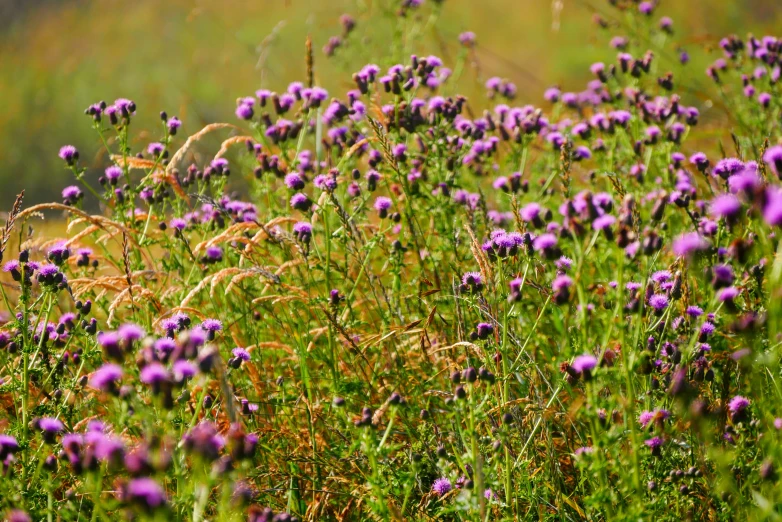 a field of flowers with green grass and purple flowers