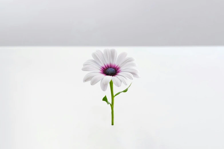 a flower that is floating in the air