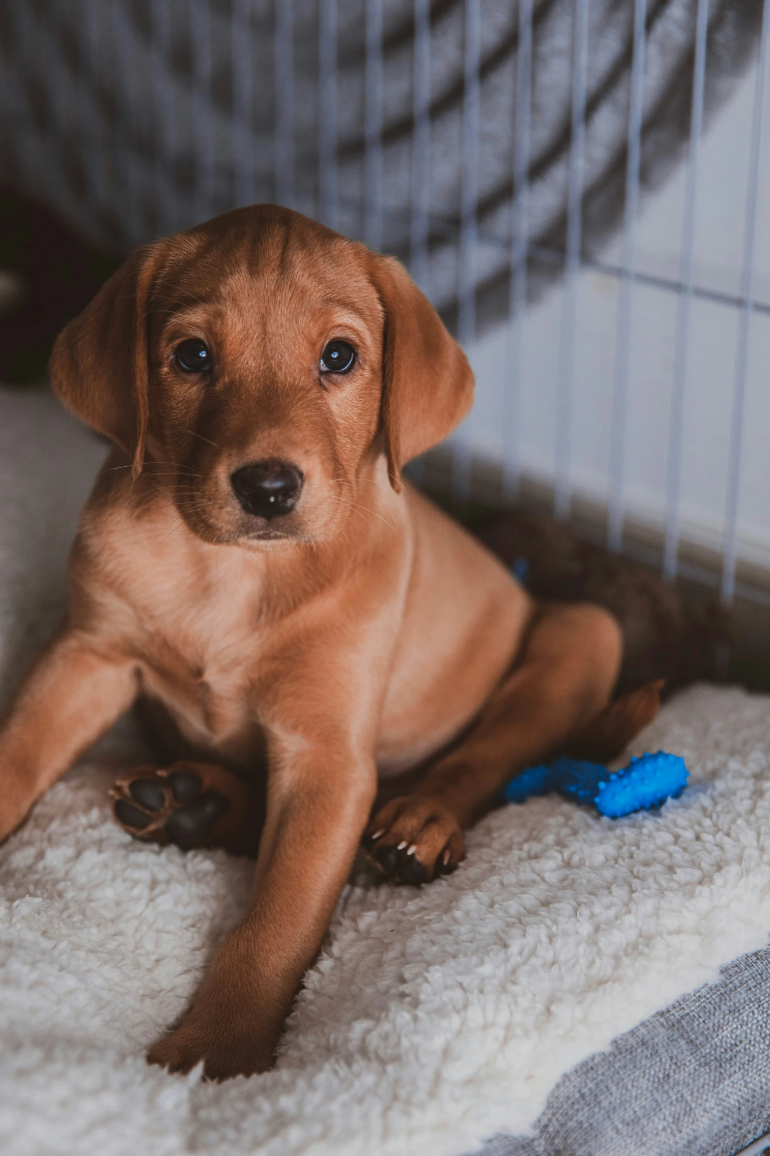 a small brown dog sitting on top of a white floor