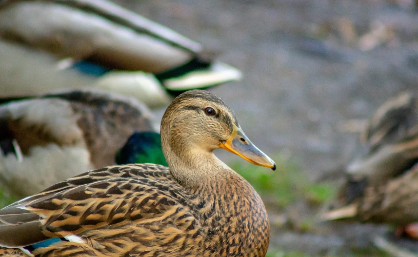 ducks are sitting in the grass by some rocks