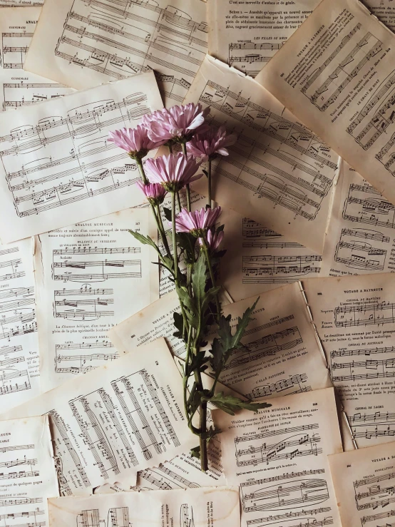 a single pink flower laying on a pile of sheet music
