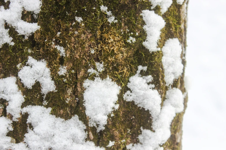 a po of the bark and moss in winter