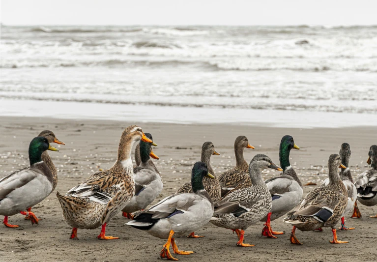 a group of ducks walking on the sand