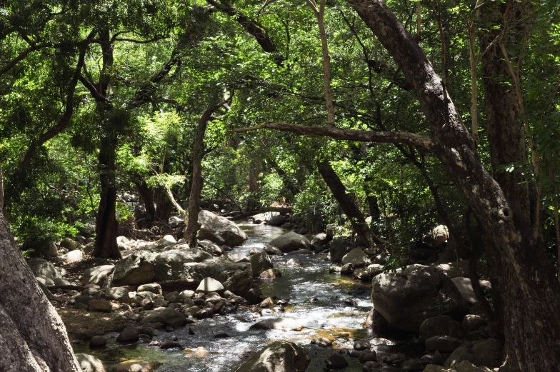 a creek flows through an area that is bordered by trees