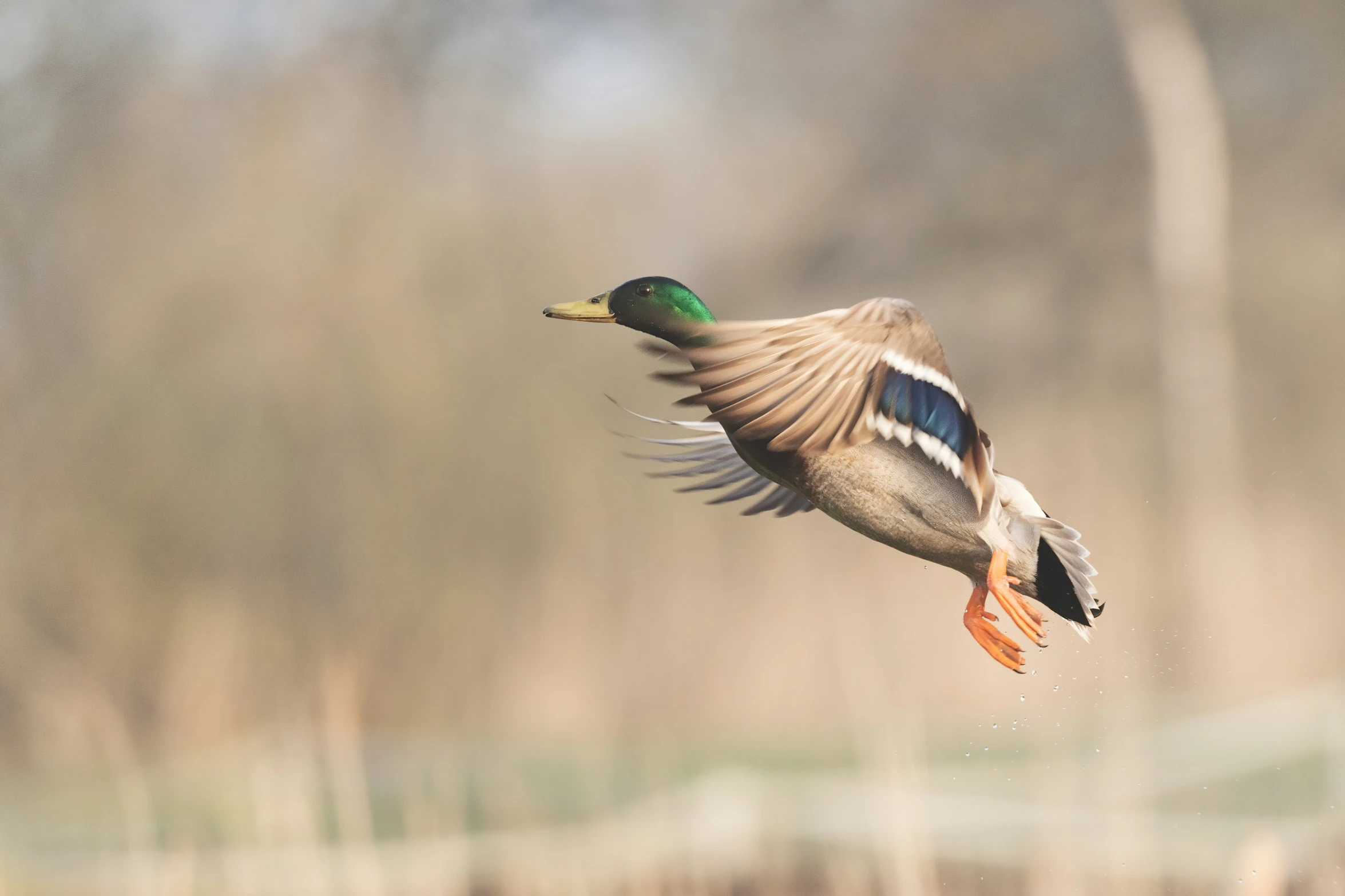 a duck with its wings spread out in the air