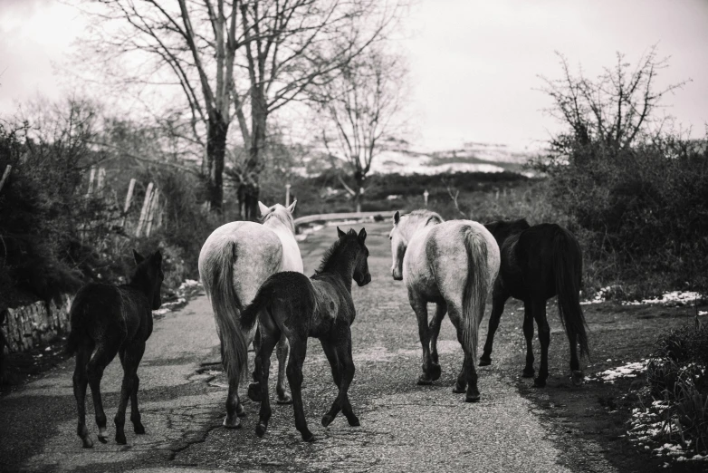 four horses walking along a road lined with trees