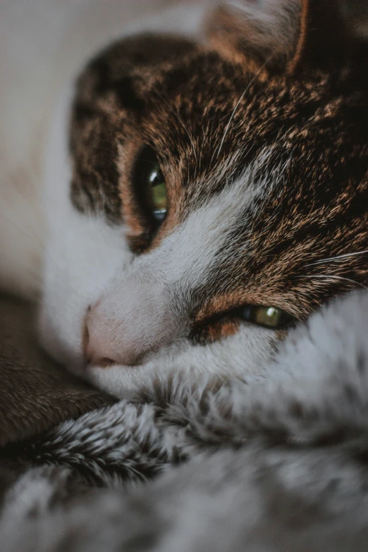 a close up of a cat laying on top of a bed