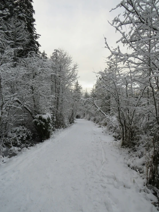 the snow is white and very thin to see