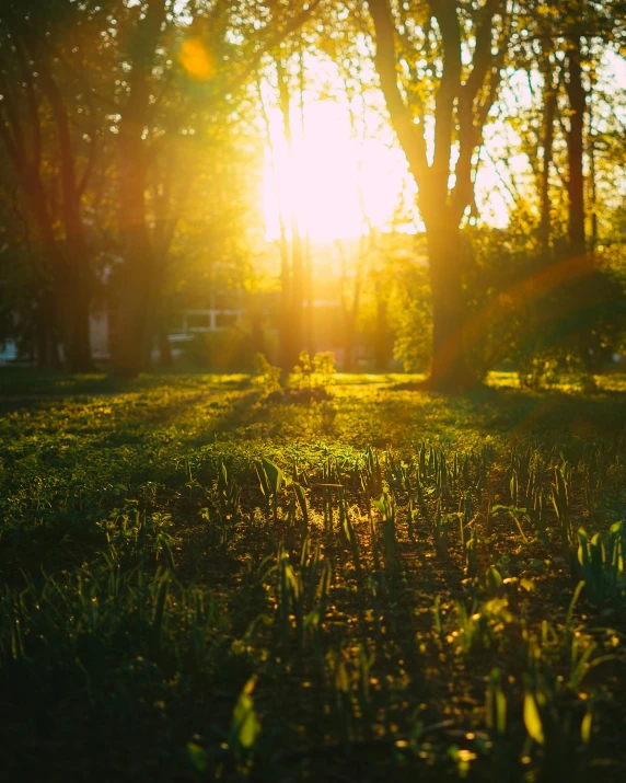 grass and a tree on a sunny day