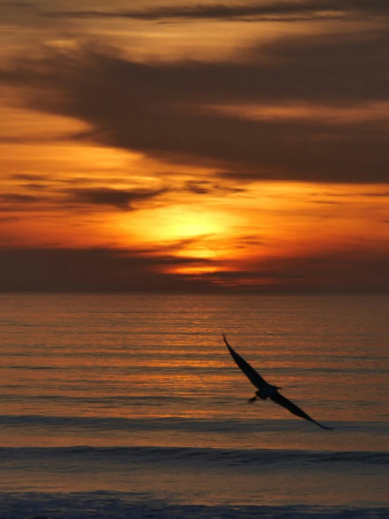 a bird flying over a body of water