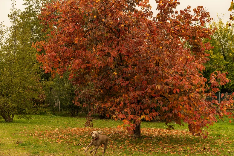 a dog stands under the red leaves in front of a tree