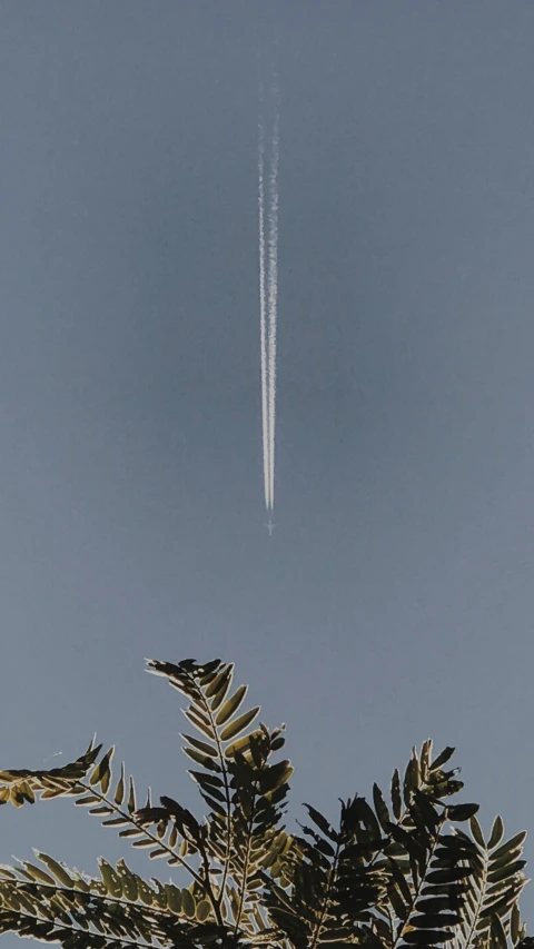a jet flying over some green palm tree nches