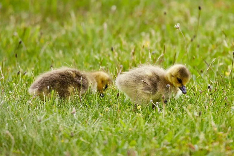 two small ducks are in the grass with a baby duck