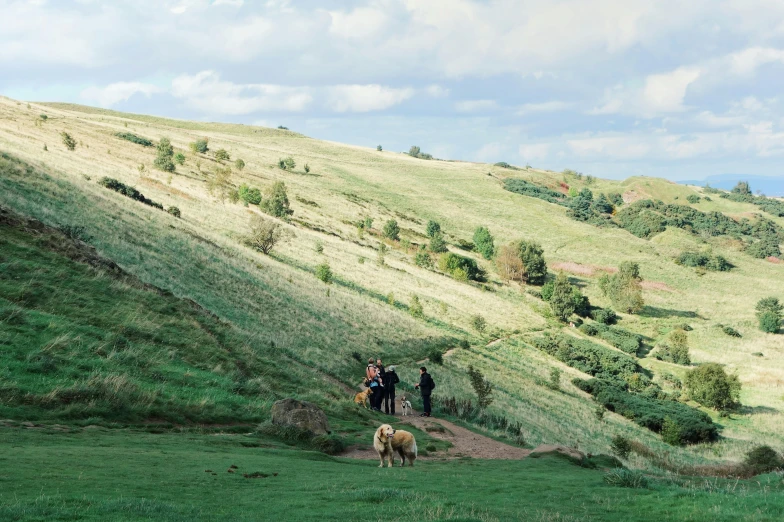 two cows and one man are walking uphill together